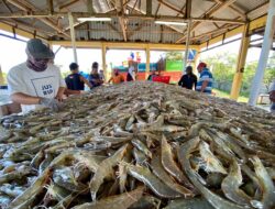 Bebas Bea Masuk, Udang Indonesia Diyakini Dominasi Pasar AS